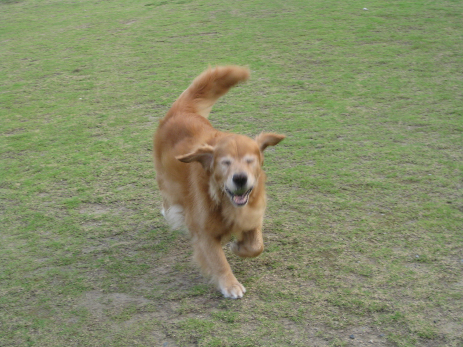 愛犬ゴンゾー君