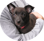 ペットは家族です。